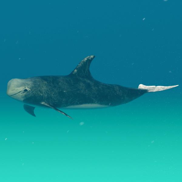 Risso Dolphin - دانلود مدل سه بعدی دلفین ریسو - آبجکت سه بعدی دلفین ریسو - دانلود مدل سه بعدی fbx - دانلود مدل سه بعدی obj -Risso Dolphin 3d model - Risso Dolphin object - download Risso Dolphin 3d model - 